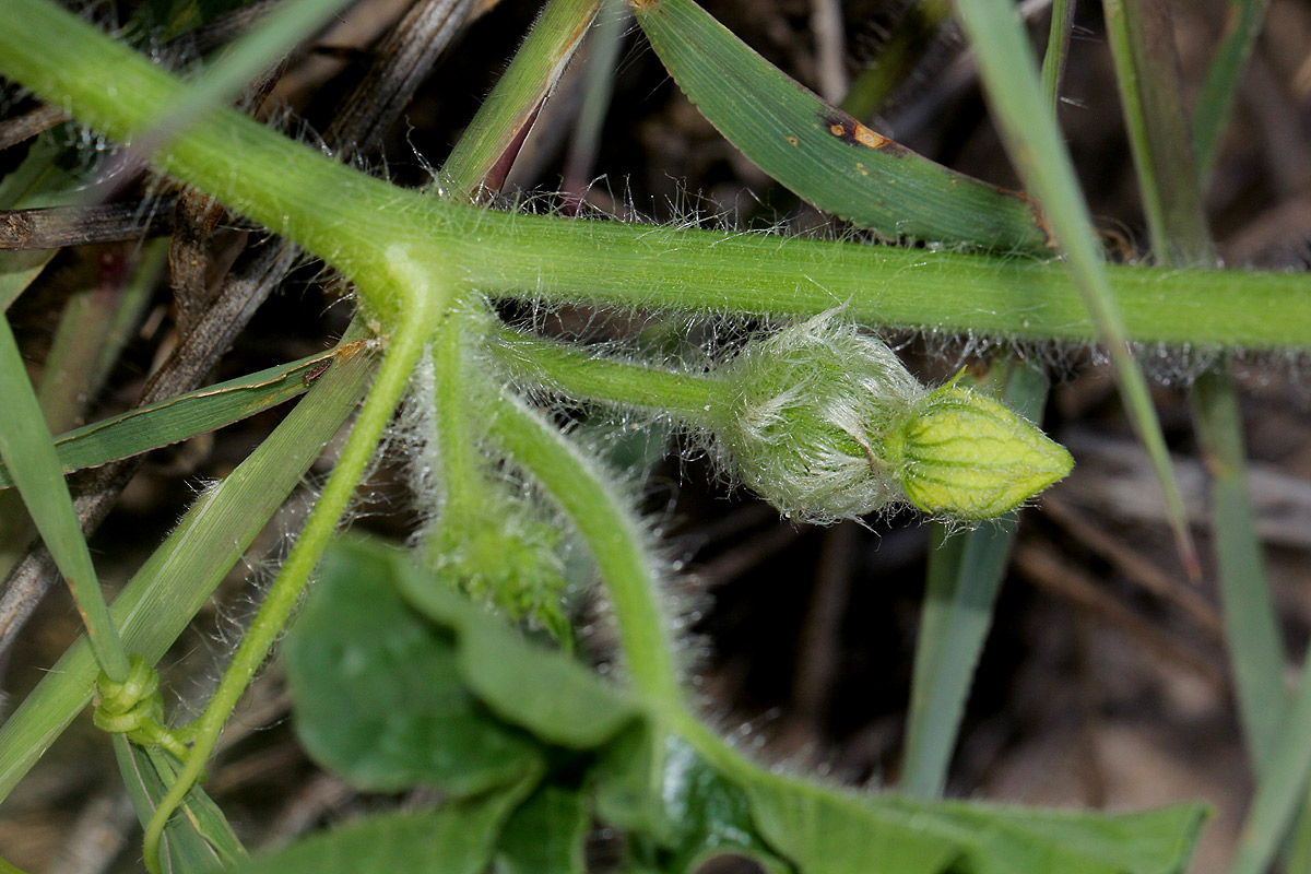 Citrullus lanatus Citrullus lanatus