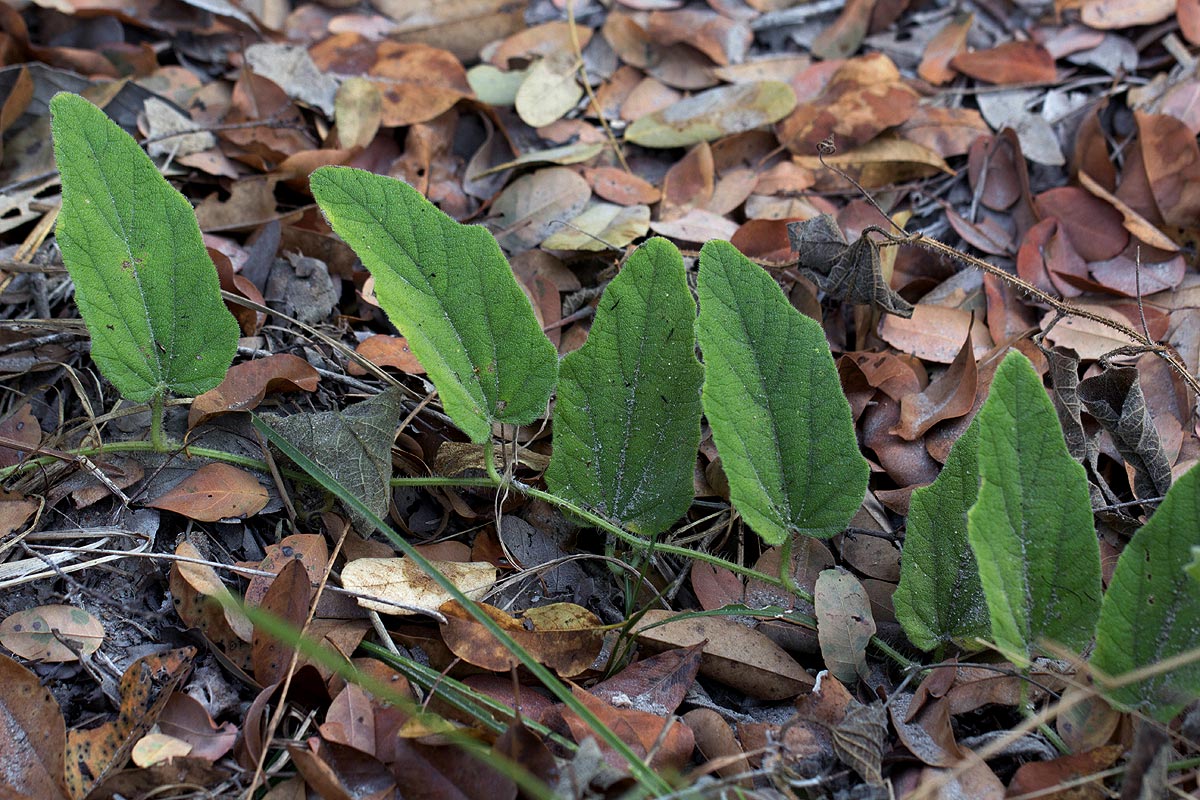 Cucumis hirsutus Cucumis hirsutus