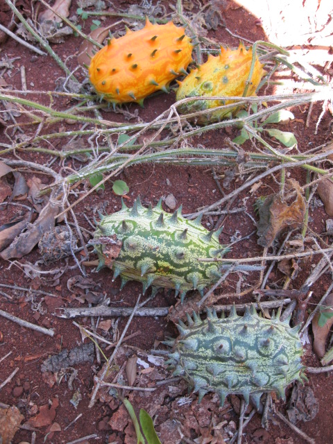 Cucumis metuliferus Cucumis metuliferus