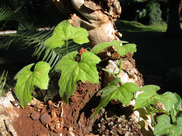 Cucumis metuliferus Cucumis metuliferus