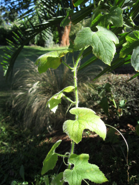 Cucumis metuliferus Cucumis metuliferus