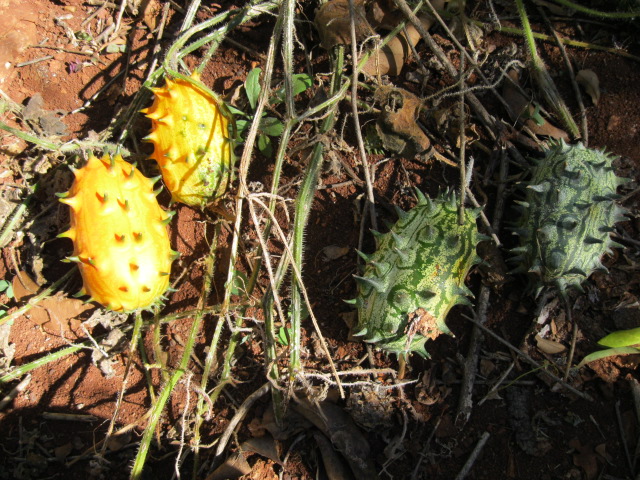 Cucumis metuliferus Cucumis metuliferus