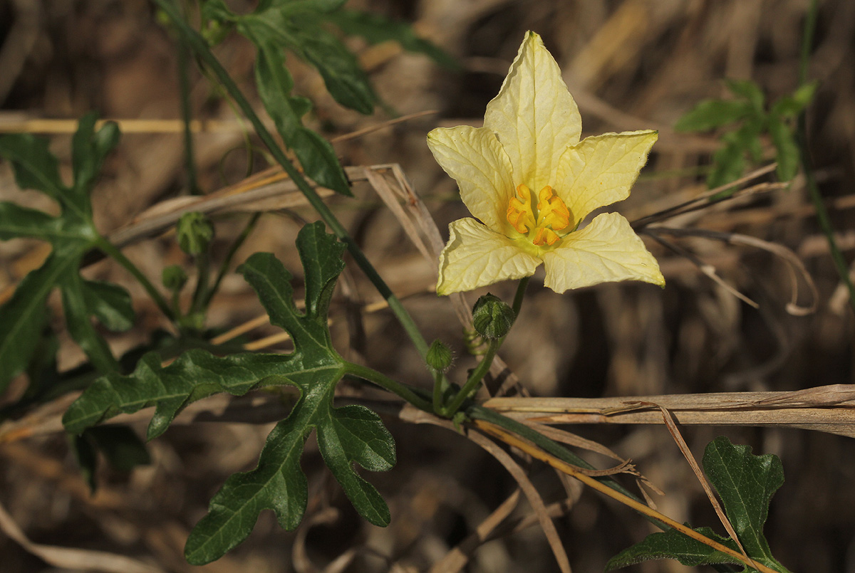 Eureiandra fasciculata Eureiandra fasciculata