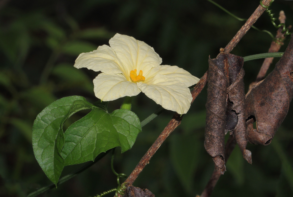 Eureiandra fasciculata Eureiandra fasciculata
