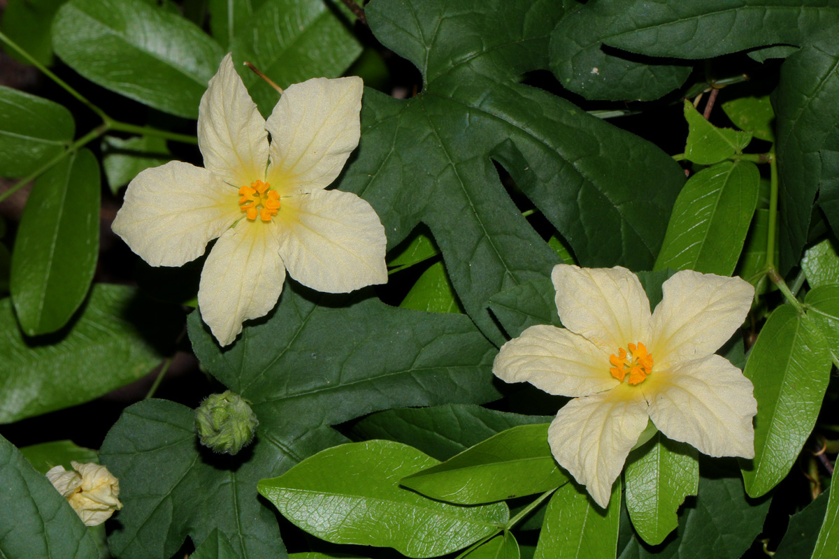 Eureiandra fasciculata Eureiandra fasciculata