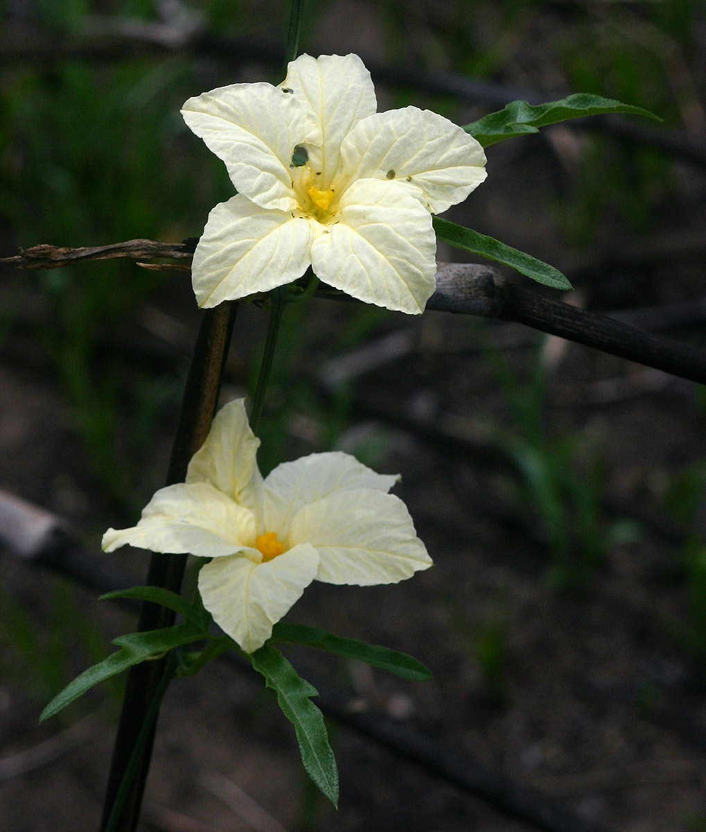 Eureiandra fasciculata Eureiandra fasciculata