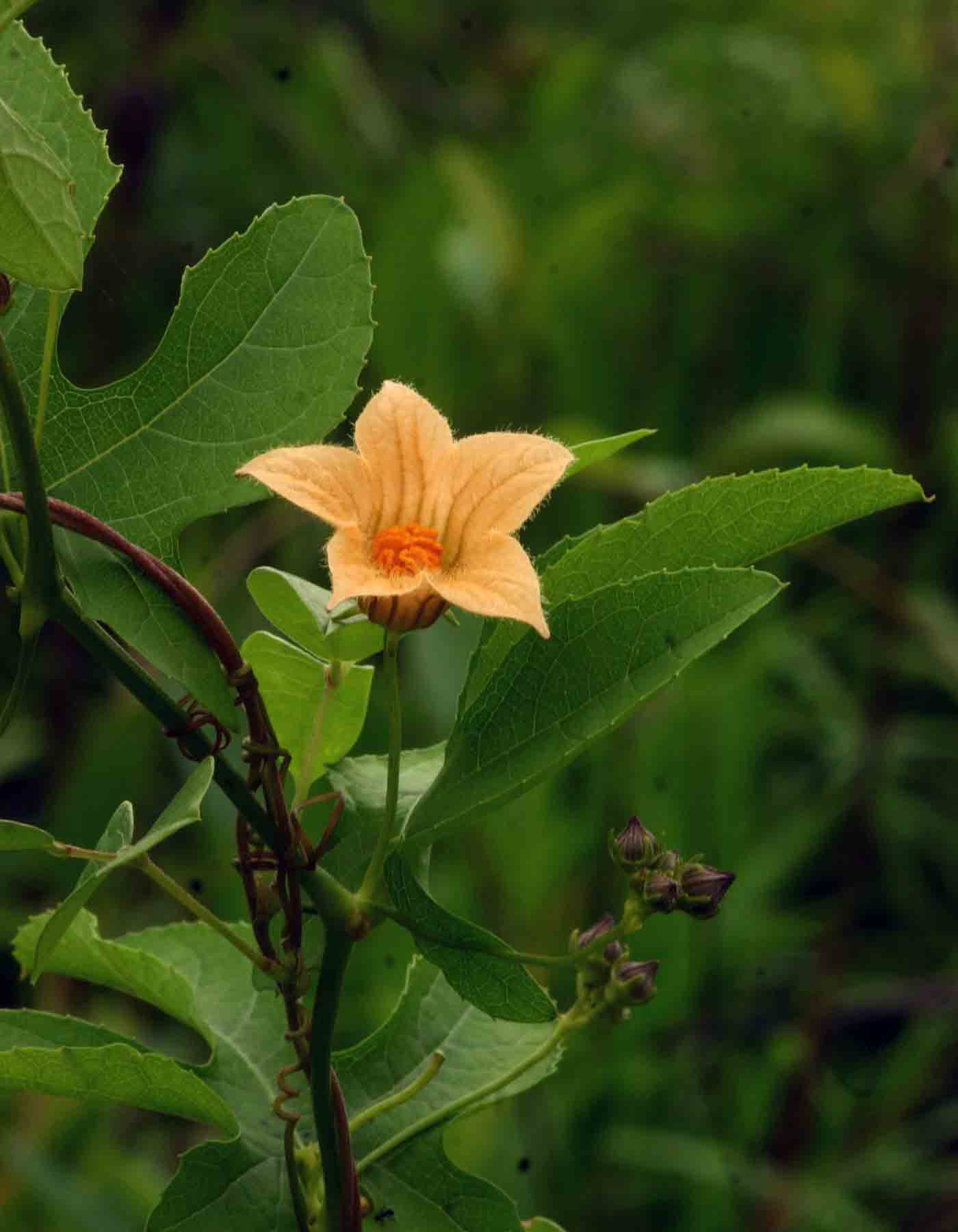 Coccinia adoensis Coccinia adoensis