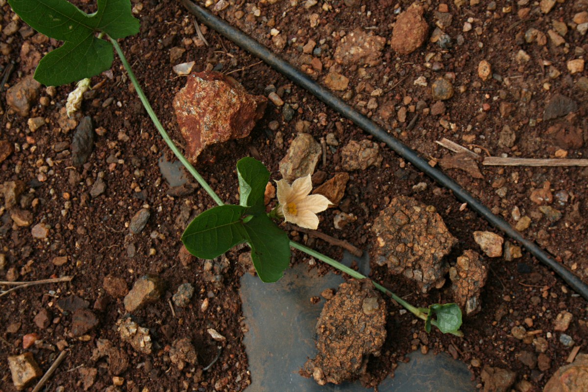 Coccinia adoensis Coccinia adoensis