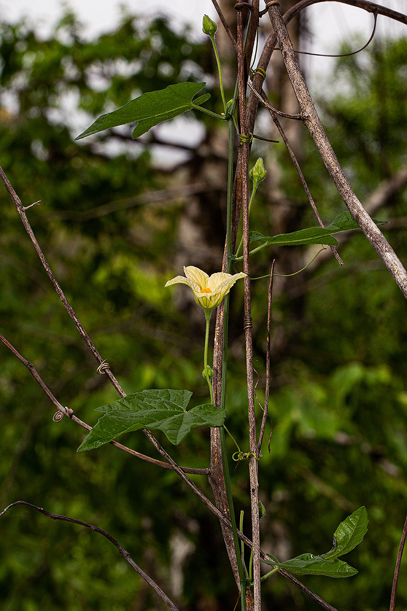 Coccinia adoensis Coccinia adoensis
