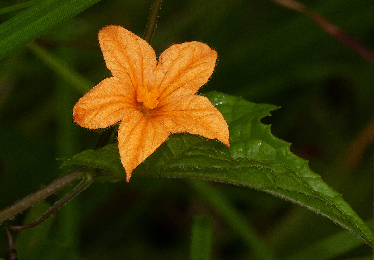 Coccinia adoensis Coccinia adoensis