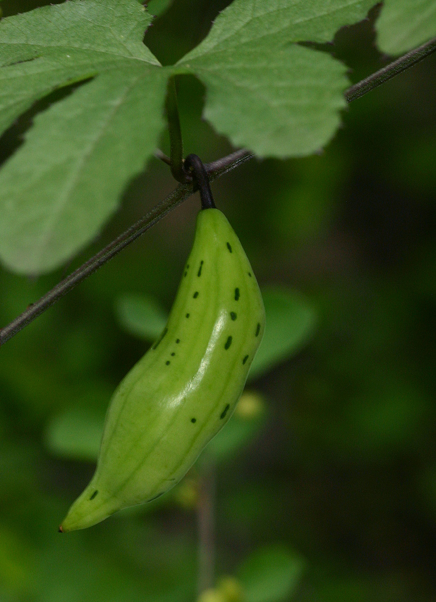 Coccinia adoensis Coccinia adoensis