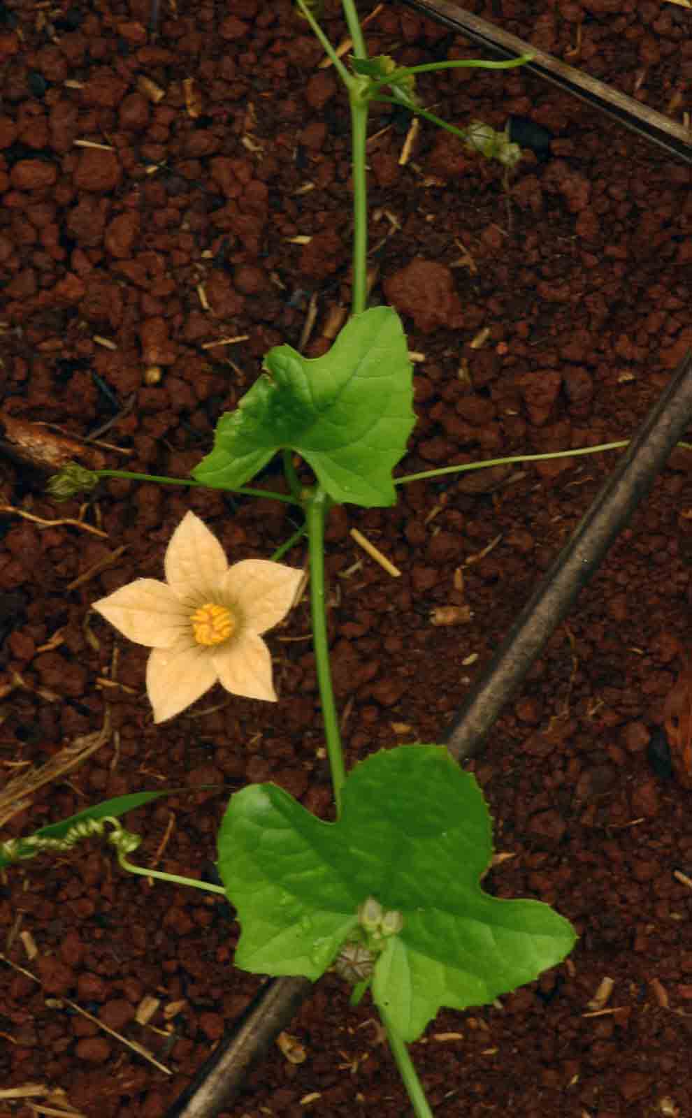 Coccinia adoensis Coccinia adoensis