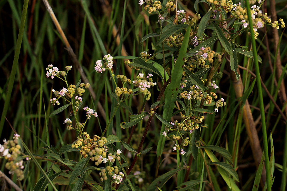 Ethulia conyzoides subsp. conyzoides Ethulia conyzoides subsp. conyzoides