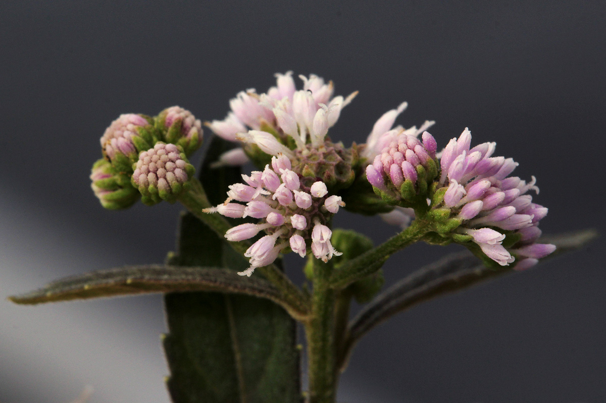 Ethulia conyzoides subsp. conyzoides Ethulia conyzoides subsp. conyzoides