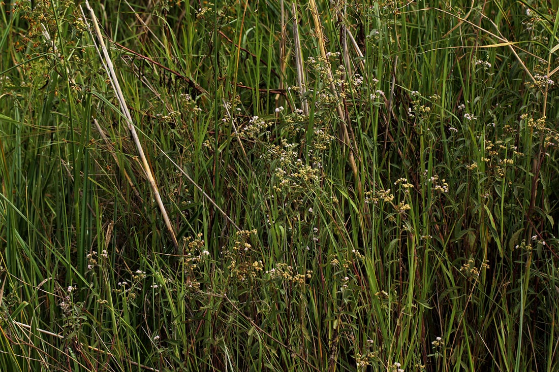 Ethulia conyzoides subsp. conyzoides Ethulia conyzoides subsp. conyzoides