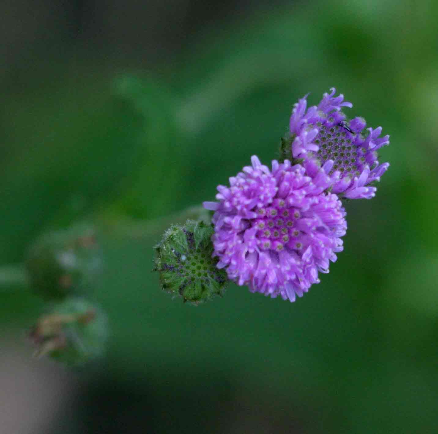 Erlangea misera Erlangea misera