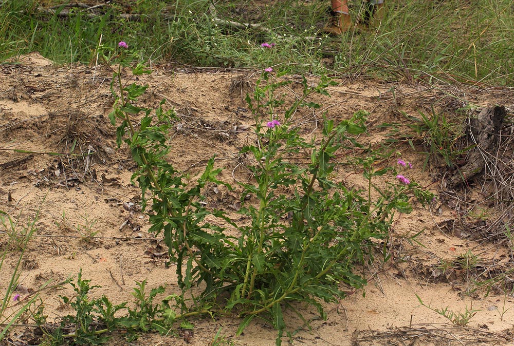 Erlangea misera Erlangea misera