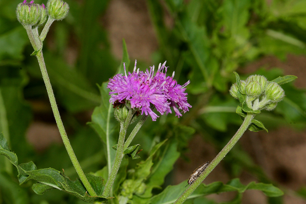 Erlangea misera Erlangea misera