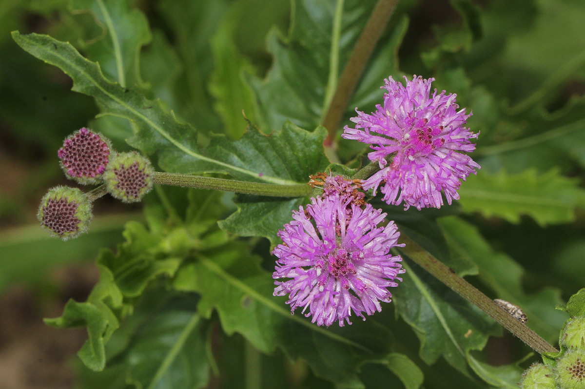 Erlangea misera Erlangea misera