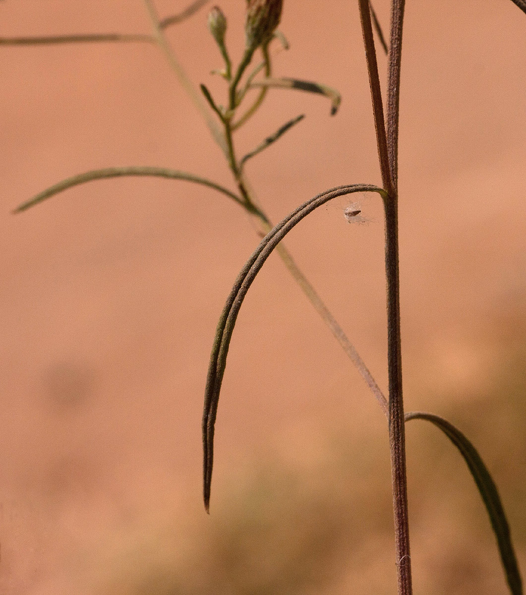 Vernonia rhodanthoidea Vernonia rhodanthoidea