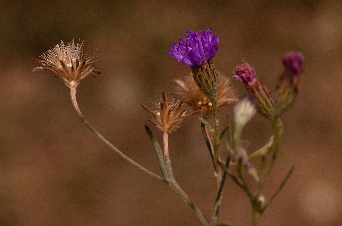 Vernonia rhodanthoidea Vernonia rhodanthoidea