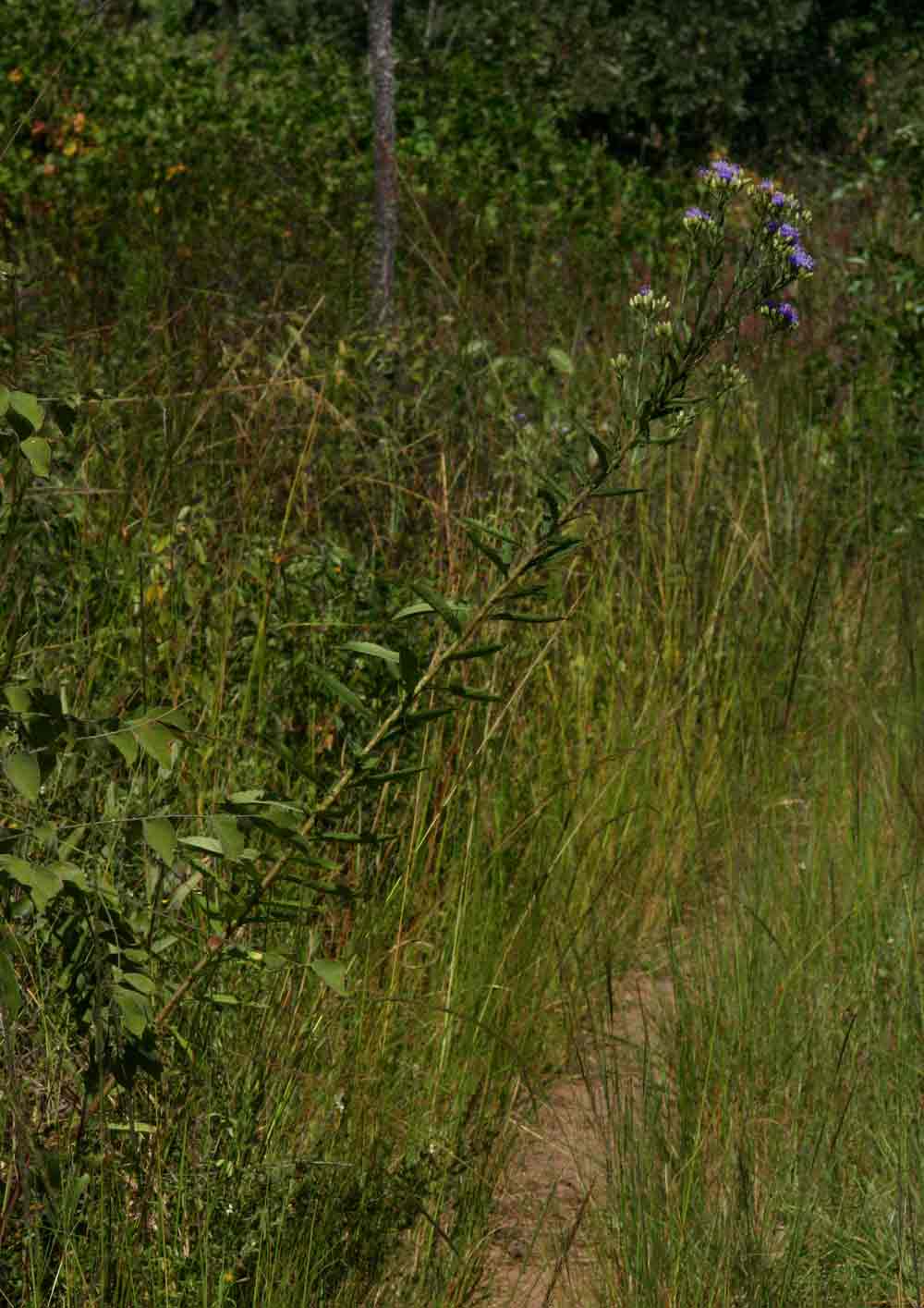 Vernonia glabra var. glabra Vernonia glabra var. glabra
