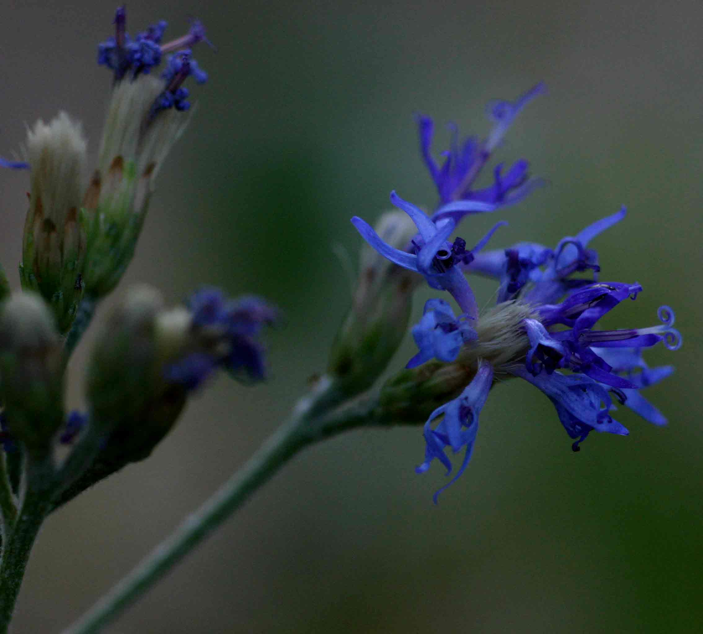Vernonia glabra var. laxa Vernonia glabra var. laxa