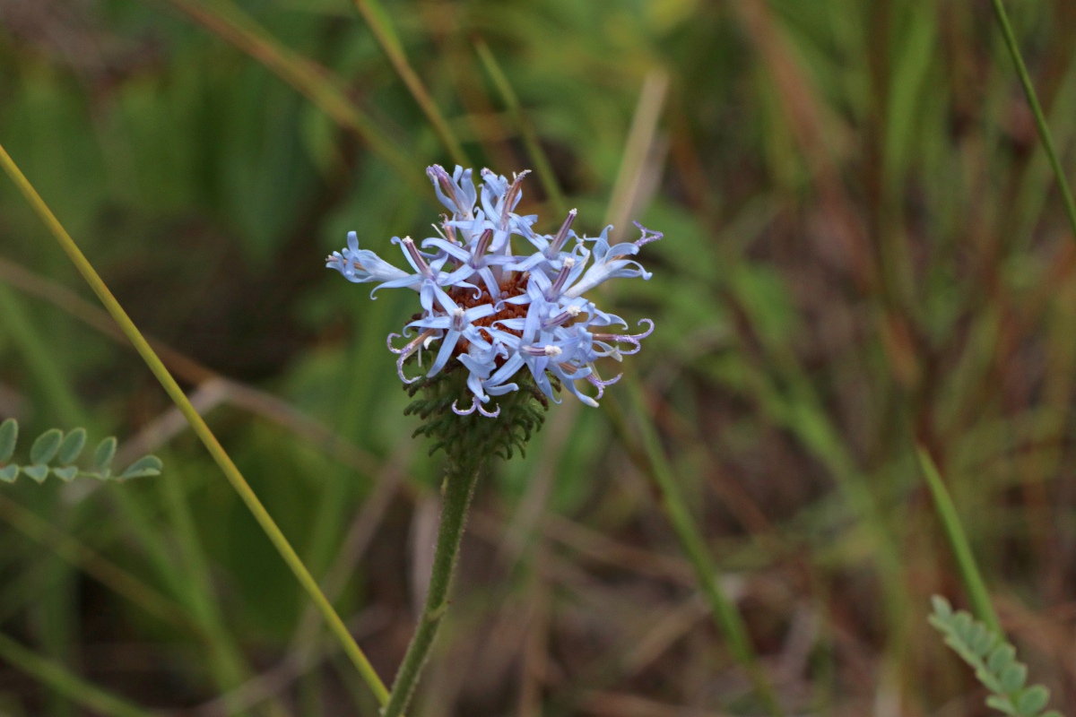 Vernonia melleri Vernonia melleri