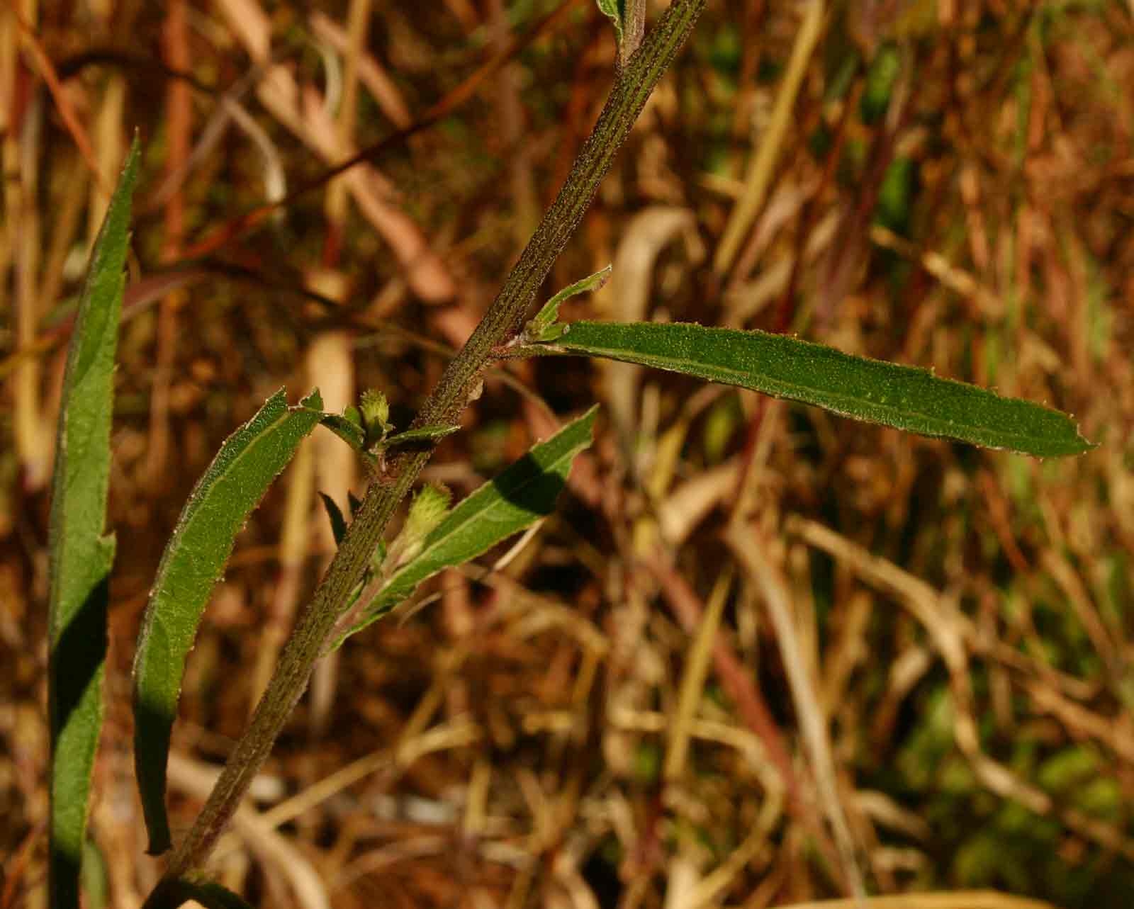 Vernonia melleri Vernonia melleri
