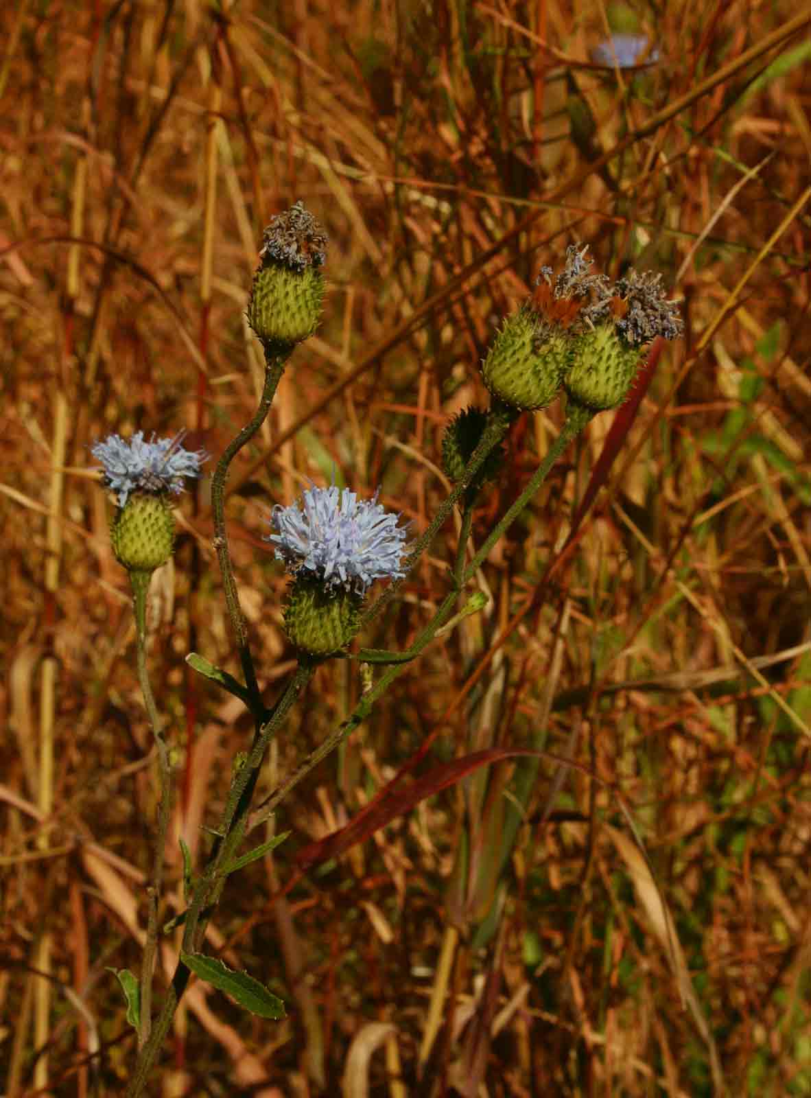 Vernonia melleri Vernonia melleri
