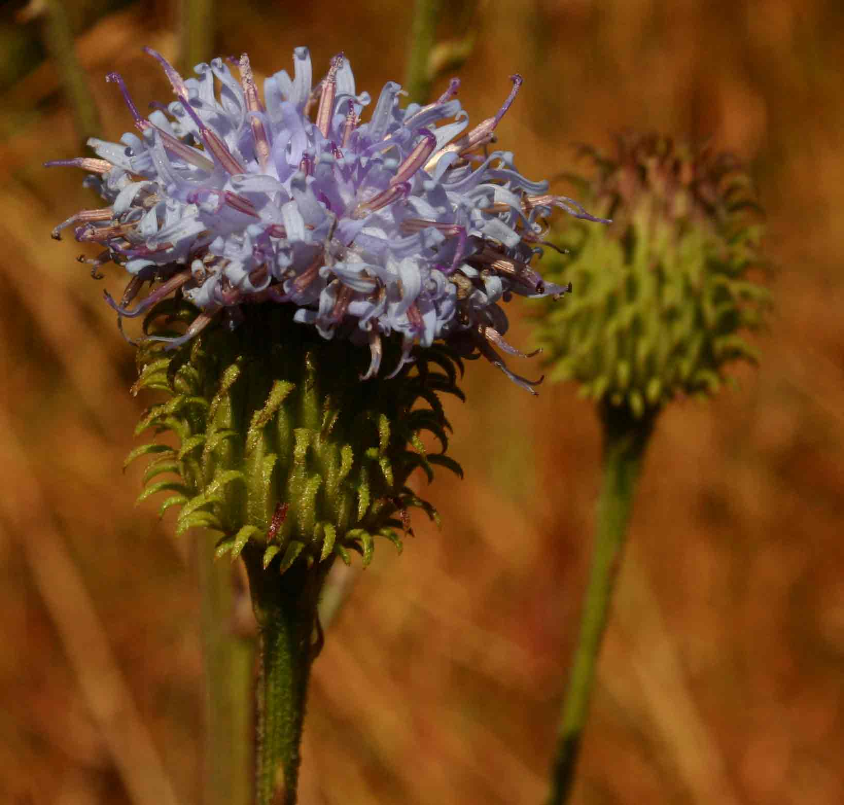 Vernonia melleri Vernonia melleri