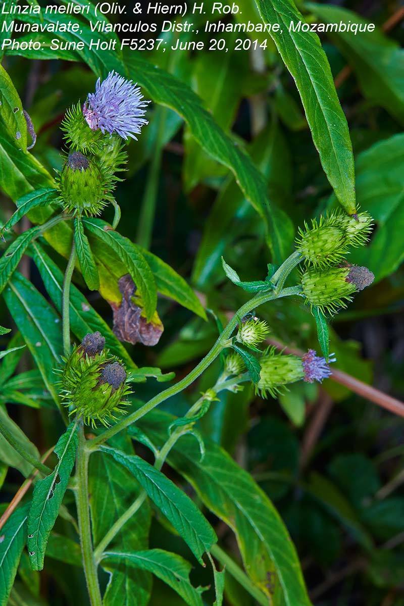 Vernonia melleri Vernonia melleri