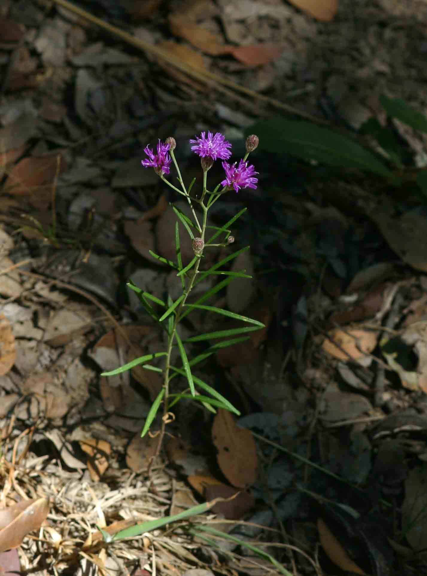Vernonia poskeana subsp. poskeana Vernonia poskeana subsp. poskeana