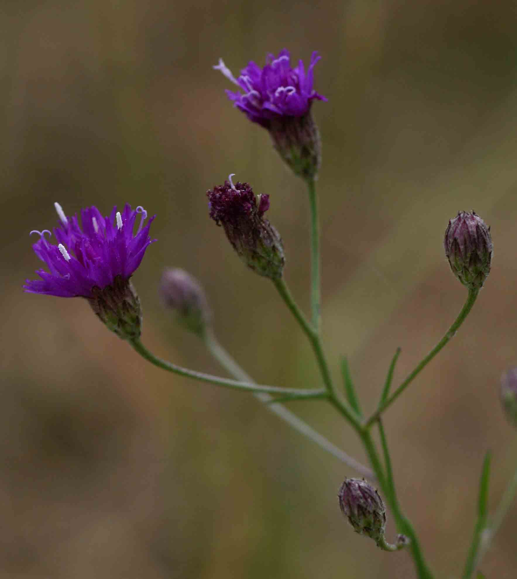 Vernonia poskeana subsp. poskeana Vernonia poskeana subsp. poskeana