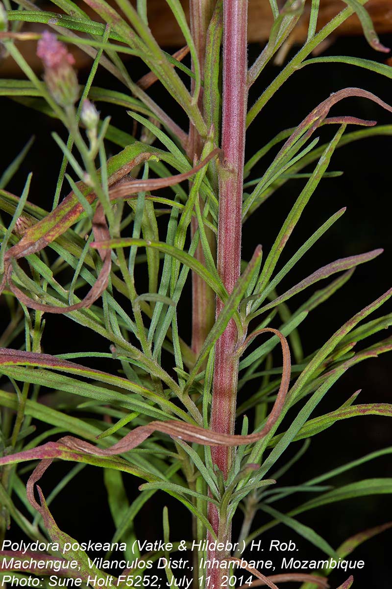 Vernonia poskeana subsp. poskeana Vernonia poskeana subsp. poskeana