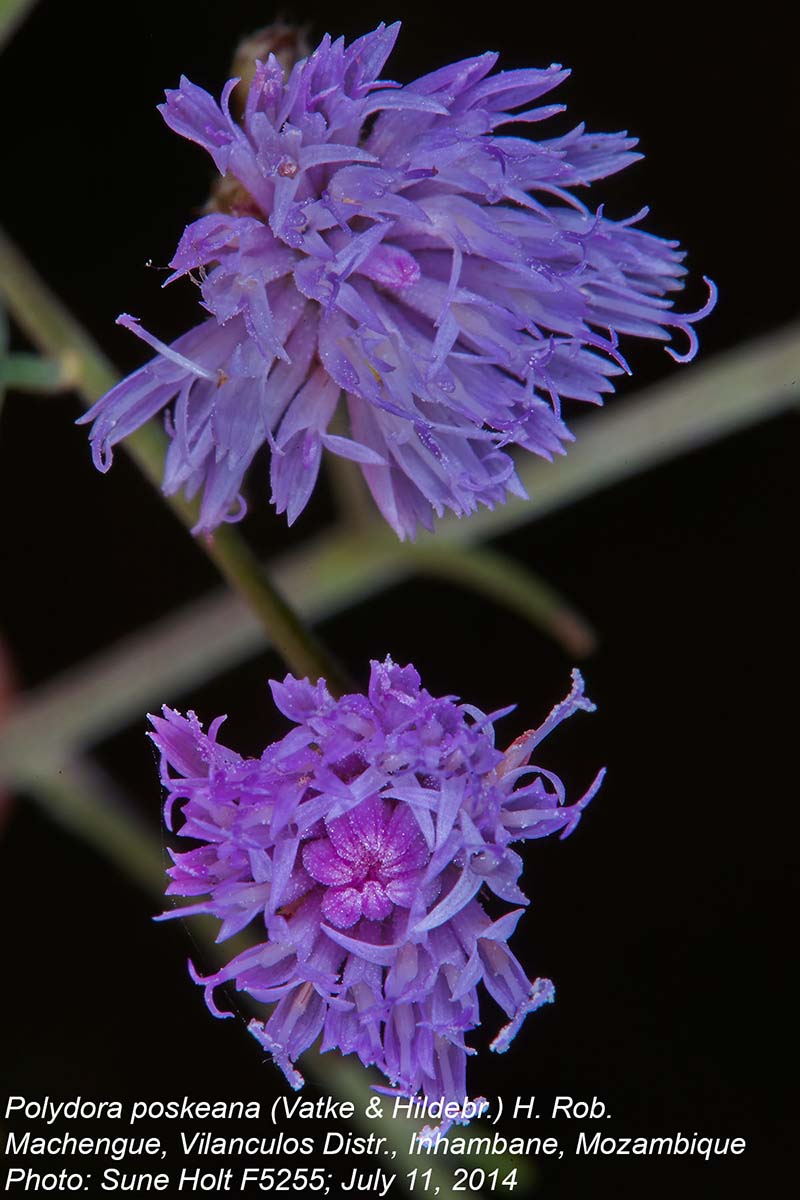 Vernonia poskeana subsp. poskeana Vernonia poskeana subsp. poskeana
