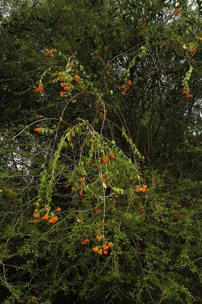 Distephanus divaricatus Distephanus divaricatus