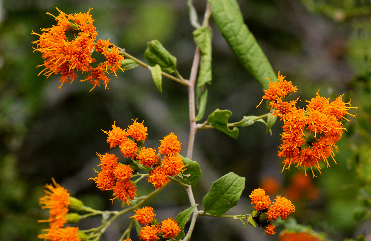 Distephanus divaricatus Distephanus divaricatus