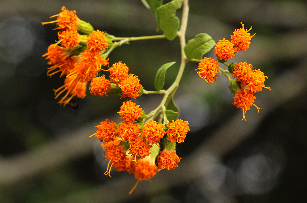 Distephanus divaricatus Distephanus divaricatus