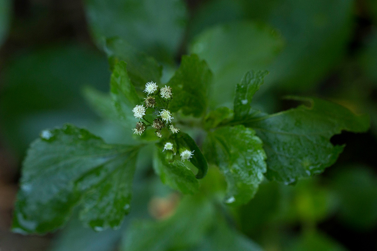 Ageratum conyzoides Ageratum conyzoides