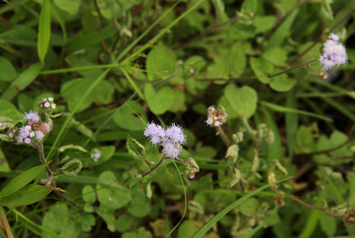 Ageratum conyzoides Ageratum conyzoides