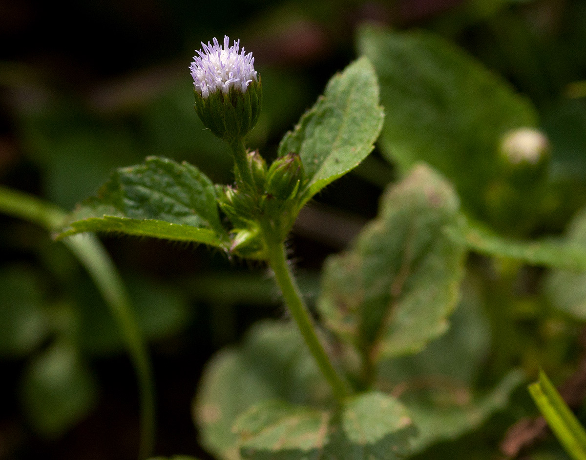 Ageratum conyzoides Ageratum conyzoides