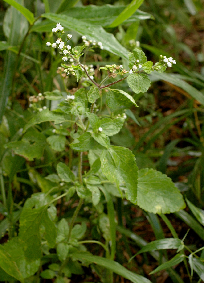 Ageratum conyzoides Ageratum conyzoides