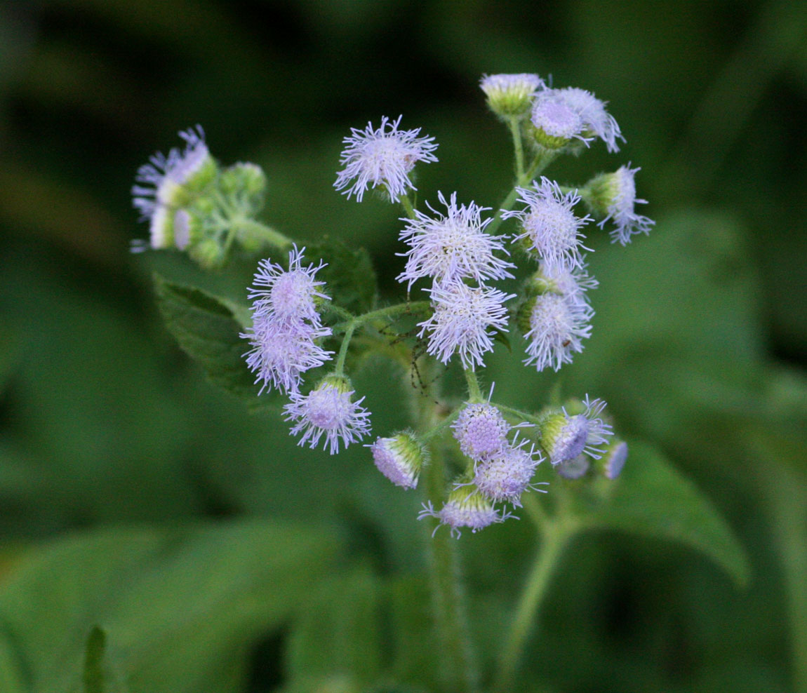 Ageratum houstonianum Ageratum houstonianum