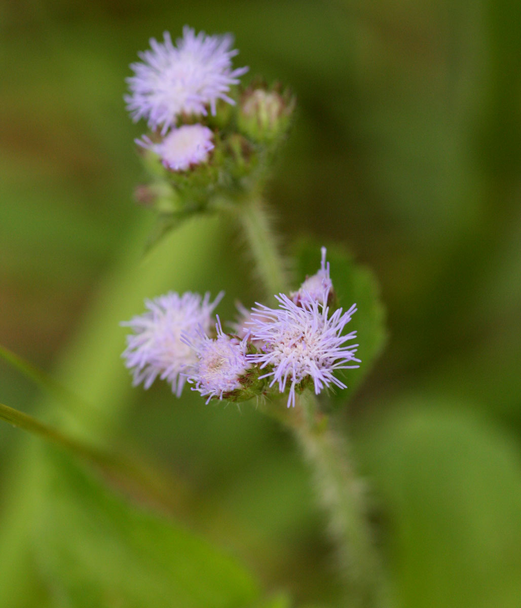 Ageratum houstonianum Ageratum houstonianum