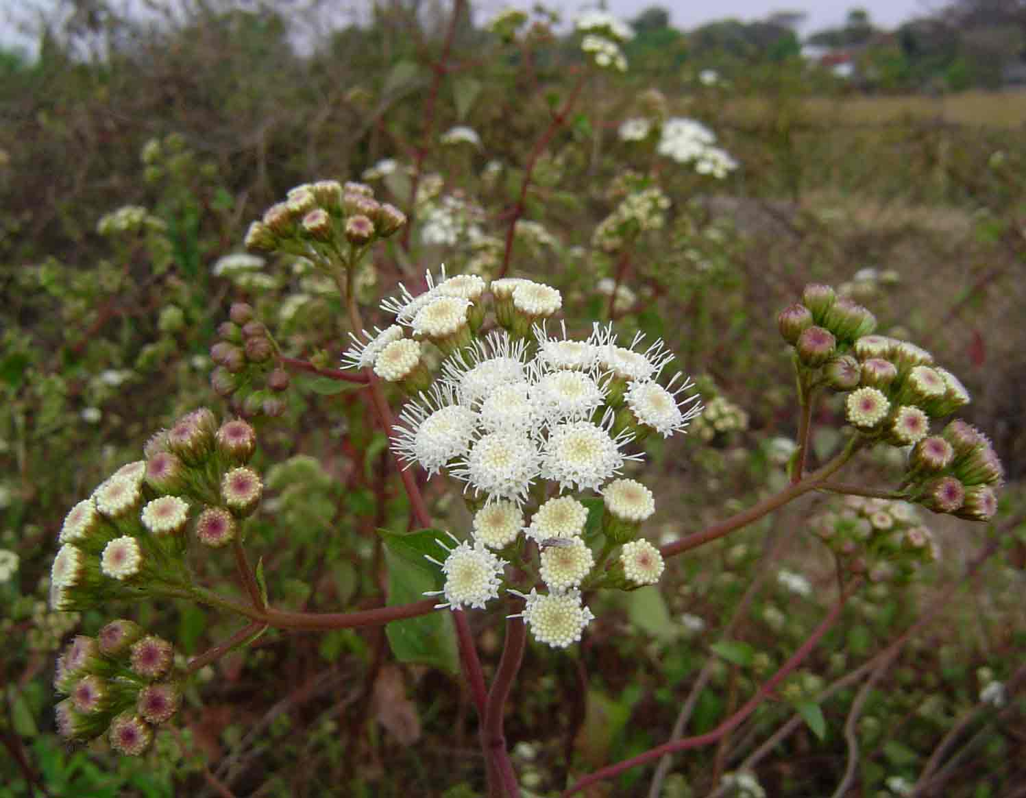 Ageratina adenophora Ageratina adenophora