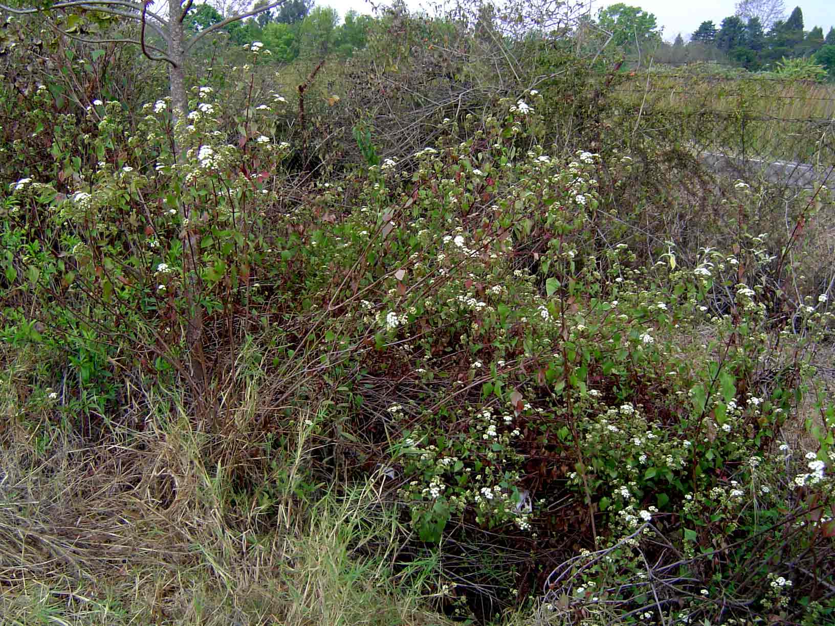 Ageratina adenophora Ageratina adenophora