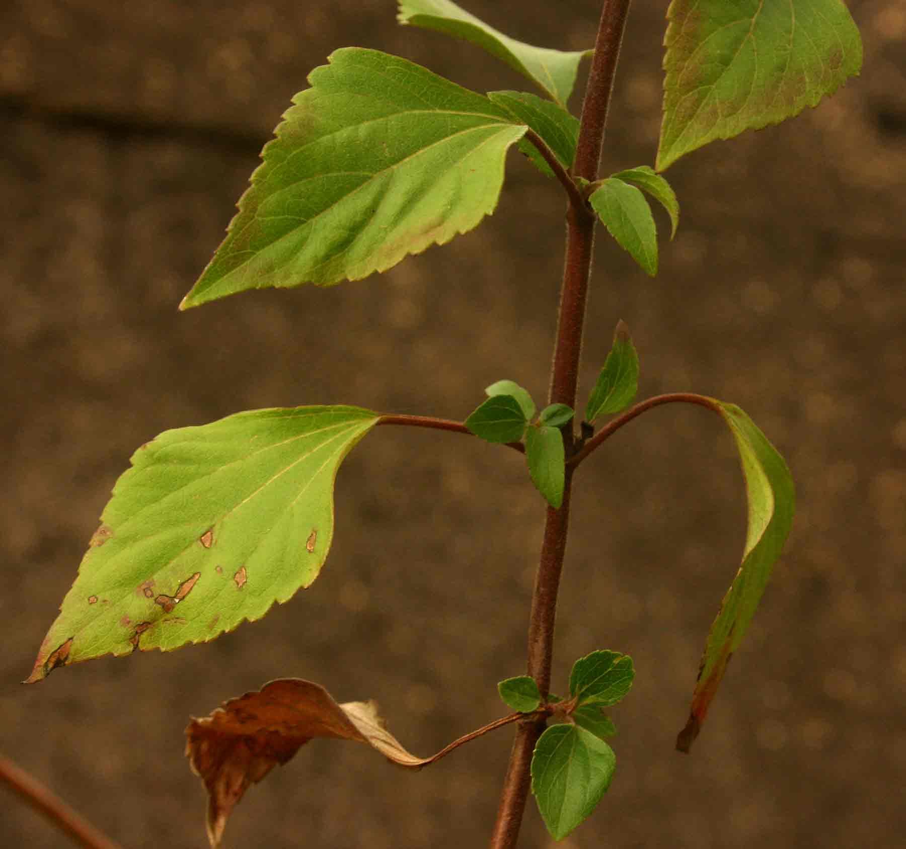Ageratina adenophora Ageratina adenophora