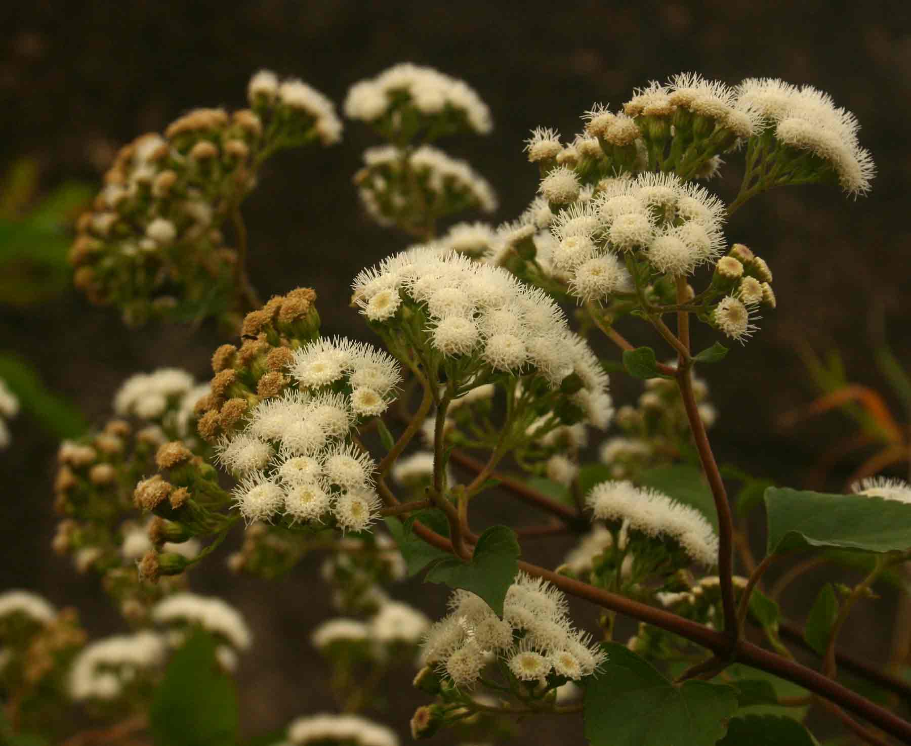 Ageratina adenophora Ageratina adenophora