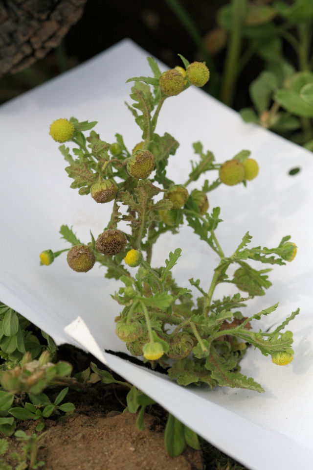 Grangea maderaspatana Grangea maderaspatana